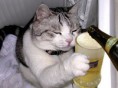 /album/fotos-engra%c3%a7adas/fotos-engracadas-de-animais-311-jpg/
